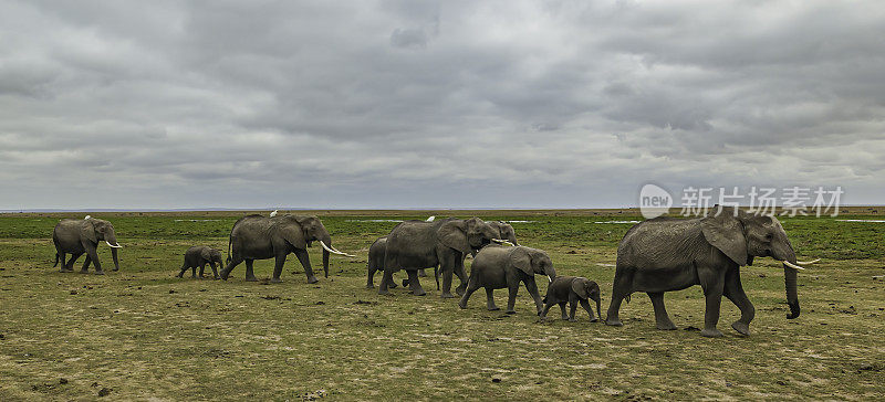 非洲丛林象或非洲草原象(Loxodonta africana)是两种非洲象中较大的一种。肯尼亚安博塞利国家公园。一群或一群非洲象在尘土飞扬的干燥地区行走。